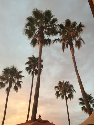 palms